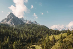 Rośliny do reklamy: Jak zieleń może ożywić Twoją markę i przyciągnąć klientów